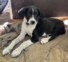 PIKO, Hund, Mischlingshund in Griechenland - Bild 6