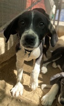 PIKO, Hund, Mischlingshund in Griechenland - Bild 8