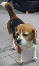 MIKAS, Hund, Beagle in Portugal - Bild 2