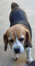 MIKAS, Hund, Beagle in Portugal - Bild 3