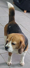 MIKAS, Hund, Beagle in Portugal - Bild 4