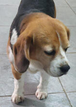MIKAS, Hund, Beagle in Portugal - Bild 5