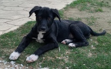 TAXO, Hund, Mischlingshund in Griechenland - Bild 10