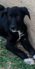 TAXO, Hund, Mischlingshund in Griechenland - Bild 12