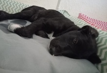TAXO, Hund, Mischlingshund in Griechenland - Bild 15