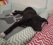 TAXO, Hund, Mischlingshund in Griechenland - Bild 17