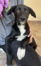 TAXO, Hund, Mischlingshund in Griechenland - Bild 2