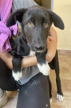 TAXO, Hund, Mischlingshund in Griechenland - Bild 4