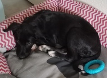 TAXO, Hund, Mischlingshund in Griechenland - Bild 5