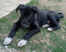 TAXO, Hund, Mischlingshund in Griechenland - Bild 7