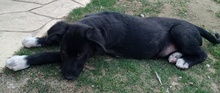 TAXO, Hund, Mischlingshund in Griechenland - Bild 9
