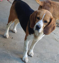 BIGGI, Hund, Beagle in Portugal - Bild 1