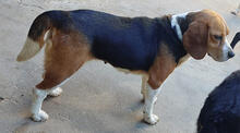 BIGGI, Hund, Beagle in Portugal - Bild 4