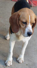 BIGGI, Hund, Beagle in Portugal - Bild 5