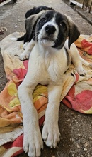 KALLE, Hund, Mischlingshund in Griechenland - Bild 10