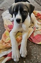 KALLE, Hund, Mischlingshund in Griechenland - Bild 11