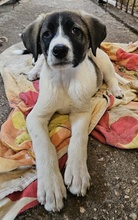 KALLE, Hund, Mischlingshund in Griechenland - Bild 12