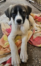 KALLE, Hund, Mischlingshund in Griechenland - Bild 13