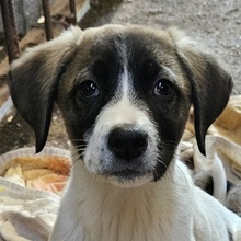 KALLE, Hund, Mischlingshund in Griechenland - Bild 14