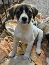 KALLE, Hund, Mischlingshund in Griechenland - Bild 2