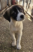 KALLE, Hund, Mischlingshund in Griechenland - Bild 4