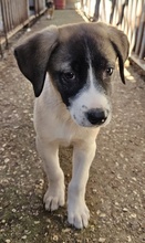 KALLE, Hund, Mischlingshund in Griechenland - Bild 5