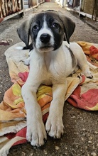 KALLE, Hund, Mischlingshund in Griechenland - Bild 6