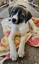 KALLE, Hund, Mischlingshund in Griechenland - Bild 7