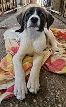 KALLE, Hund, Mischlingshund in Griechenland - Bild 8
