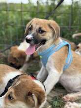 GÜNTER, Hund, Mischlingshund in Rumänien - Bild 10