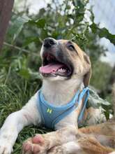 GÜNTER, Hund, Mischlingshund in Rumänien - Bild 11