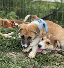 GÜNTER, Hund, Mischlingshund in Rumänien - Bild 13
