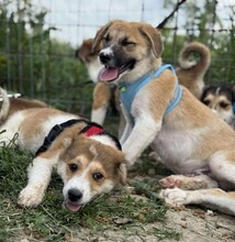GÜNTER, Hund, Mischlingshund in Rumänien - Bild 3