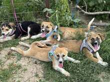 GÜNTER, Hund, Mischlingshund in Rumänien - Bild 4