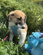 GÜNTER, Hund, Mischlingshund in Rumänien - Bild 5