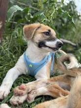 GÜNTER, Hund, Mischlingshund in Rumänien - Bild 7