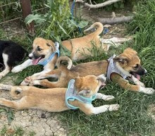 GÜNTER, Hund, Mischlingshund in Rumänien - Bild 8