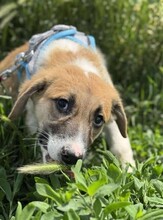 GÜNTER, Hund, Mischlingshund in Rumänien - Bild 9