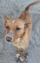 LILIA, Hund, Podengo Portugueso Pequeno-Mix in Portugal - Bild 1