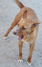 LILIA, Hund, Podengo Portugueso Pequeno-Mix in Portugal - Bild 2
