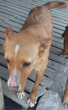 LILIA, Hund, Podengo Portugueso Pequeno-Mix in Portugal - Bild 3