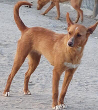 LILIA, Hund, Podengo Portugueso Pequeno-Mix in Portugal - Bild 4