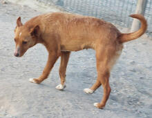LILIA, Hund, Podengo Portugueso Pequeno-Mix in Portugal - Bild 5