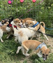 GODFREY, Hund, Mischlingshund in Rumänien - Bild 11