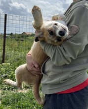 GODFREY, Hund, Mischlingshund in Rumänien - Bild 12