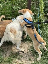 GODFREY, Hund, Mischlingshund in Rumänien - Bild 4