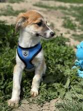 GODFREY, Hund, Mischlingshund in Rumänien - Bild 5