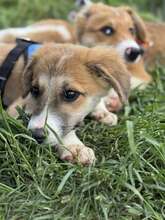 GODFREY, Hund, Mischlingshund in Rumänien - Bild 6