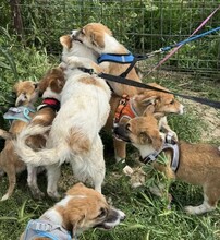 GODFREY, Hund, Mischlingshund in Rumänien - Bild 7