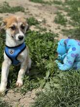 GODFREY, Hund, Mischlingshund in Rumänien - Bild 8